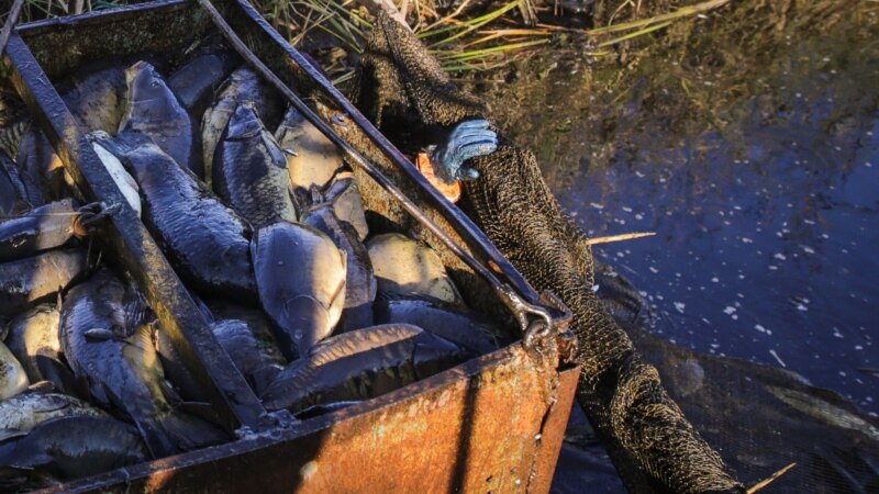 Росрыболовство ввело запрет на вылов рыбы в реках и озерах Крыма 