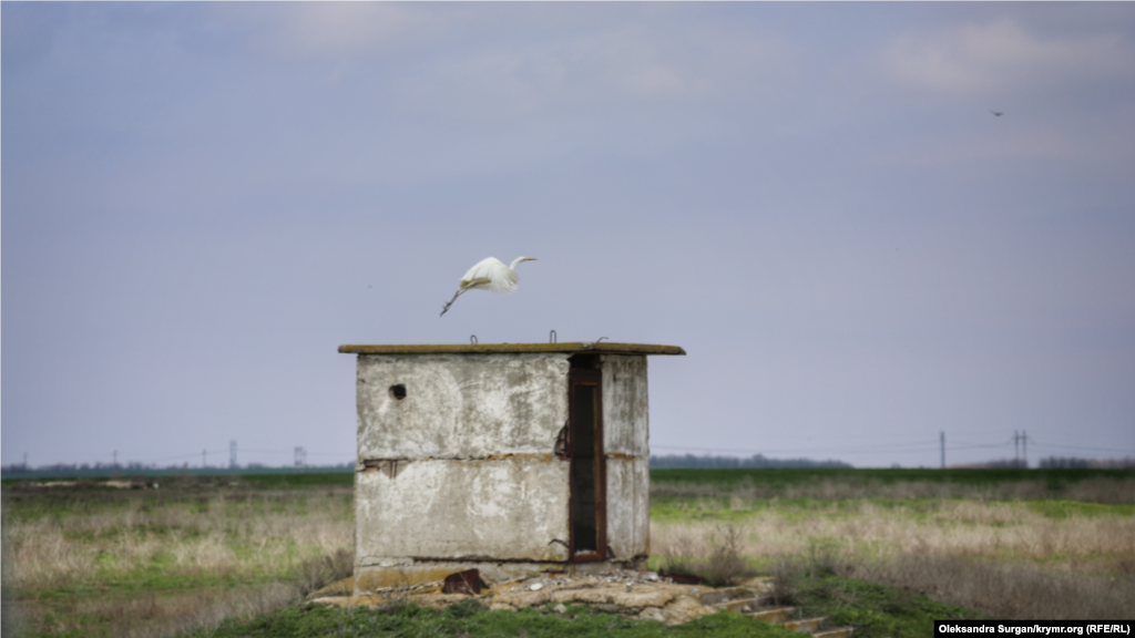 Белая цапля &ndash; единственная птица, которую удалось увидеть в этом месте