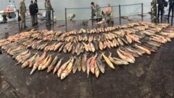 Крым: рыбы меньше, консервов больше | Радио Крым.Реалии