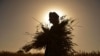 An Afghan farmer harvests wheat in the Arghandab district in Kandahar Province. 