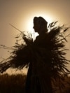 An Afghan farmer harvests wheat in the Arghandab district in Kandahar Province. 