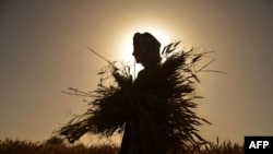 An Afghan farmer harvests wheat in the Arghandab district in Kandahar Province. 