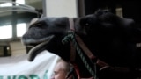 A camel in Budapest downtown marching on the protest of "Green Guerrilla Movement" against bad water management