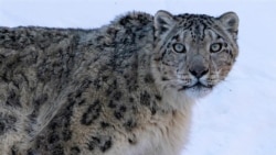 Снежного барса трое суток охраняли от людей