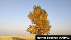 Иллюстрациялык сүрөт.