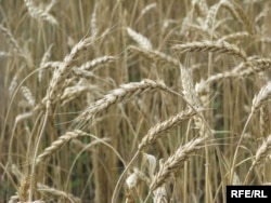 Крым, пшеничное поле