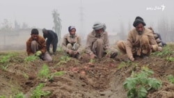 د افغانستان او پاکستان تجارتي لارو بندیدلو د مردان کروندګر خفه کړي