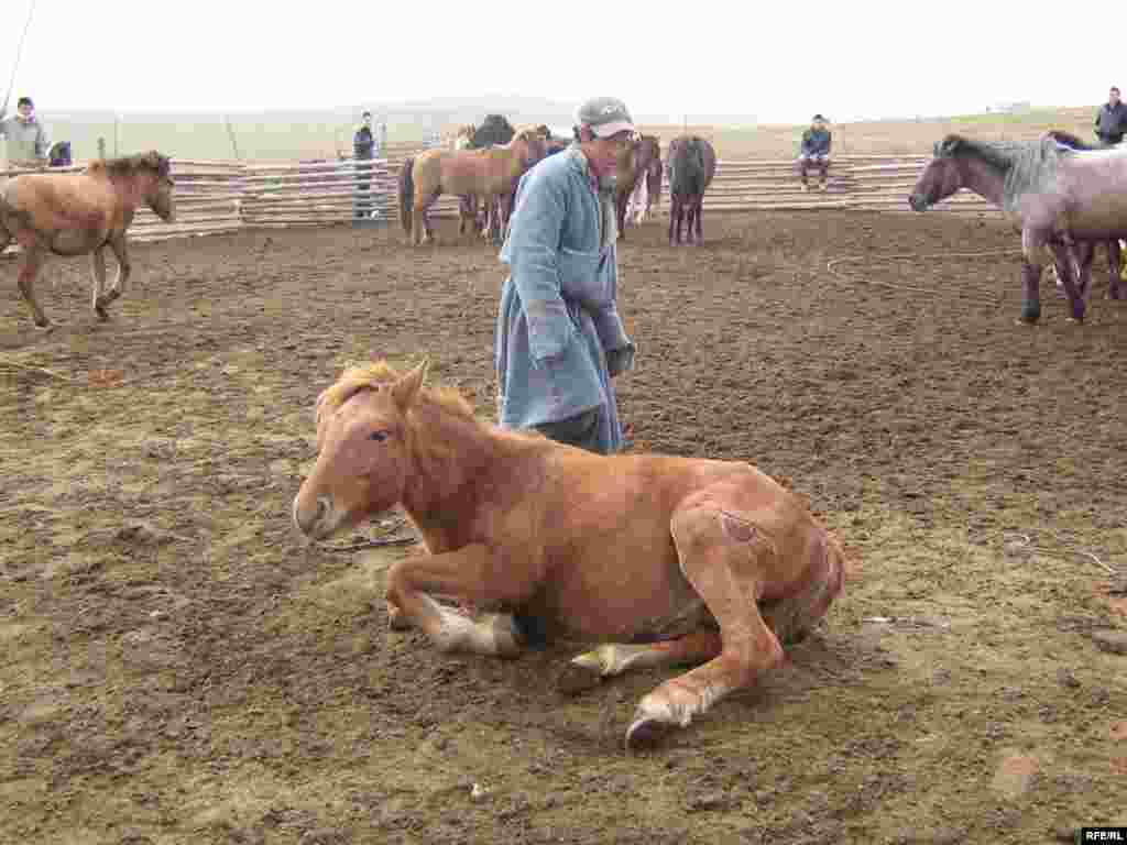 A man in Tsagaan Nuur branding one of his family's horses. - Horses are the undisputed king of the "snouts," as the country's grazing livestock -- sheep, goats, camels, cows, and yaks -- are collectively known.