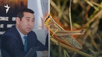 60-тан асқан қыздардың бөкселері. Ал ит стилі...