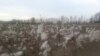 Не расклеенный хлопок на полях в Куштепинском районе Ферганской области. 