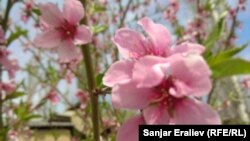 Шабдаалы гүлү. Чүй облусу, Милянфан айылы. 