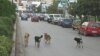 Бездомни и кучиња без маски страв за жителите на Тетово