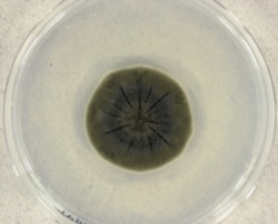 Cladosporium sphaerospermum, vrsta istih gljiva koje rastu u Černobilu, uzgaja se u laboratorijskoj posudi petrijevka