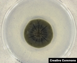 Cladosporium sphaerospermum, the same fungus that flourishes inside Chernobyl, being grown in a petri dish
