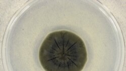 Cladosporium sphaerospermum – тот самый чернобыльский грибок – в чашке петри