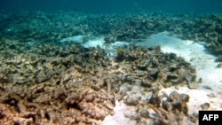 Австралиядагы коралл рифтери.
