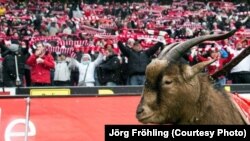 Galeria și mascota echipei de fotbal FC Köln