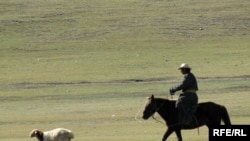 A Mongolian herder chases the one that got away.