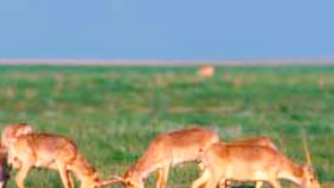 Үй шаруасындағы әйелдер оргазмы порно