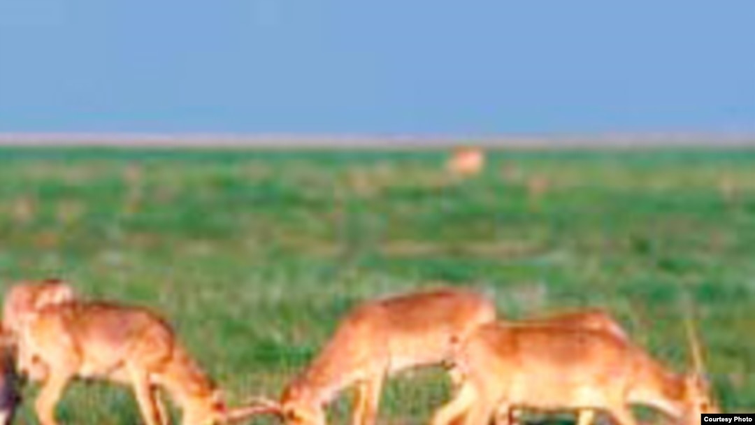 Порно фистинг қызды бөтелкемен