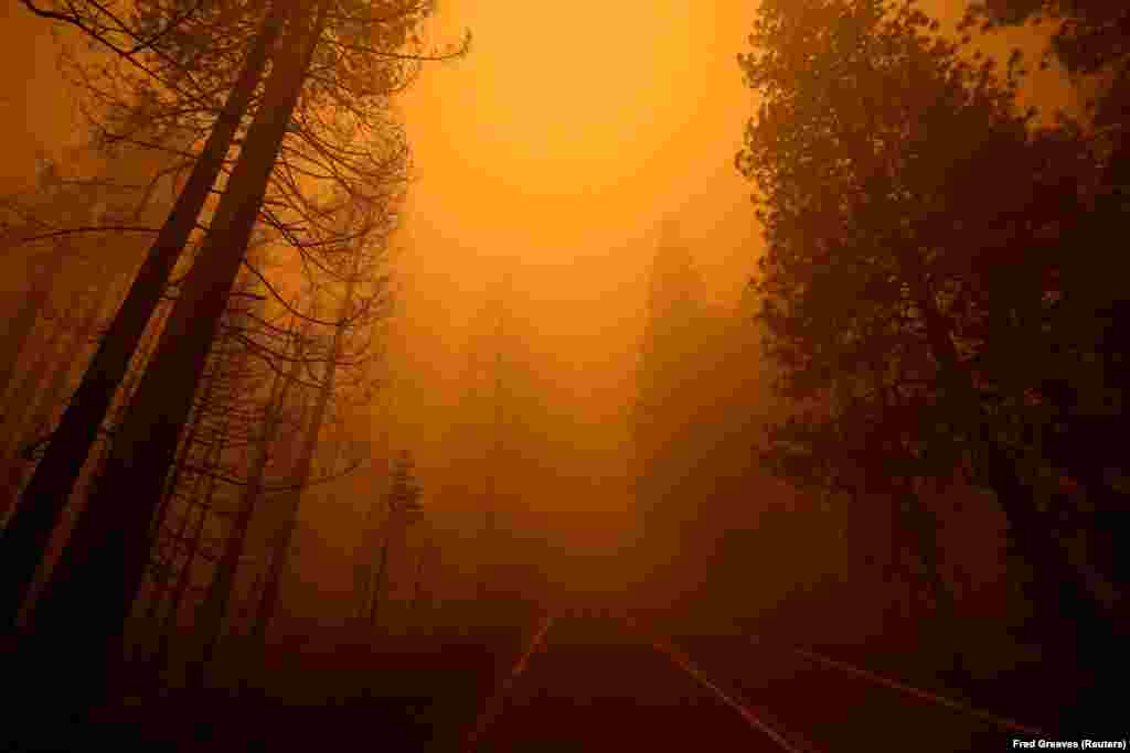 Autostrada 89, me pemë të djegura në njërën anë dhe pemë të paprekura në anën tjetër, në vendin e kapluar nga zjarri &quot;Dixie&quot;, afër Grinvillit, në Kaliforni. (7 gusht)