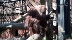Orangutan imitirao ljude sa maskom