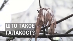 Што такое Галакост?