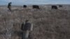 Nagorno-Karabakh - A man shepherds his cows near a rocket case left after the 2020 war, January 6, 2021.