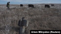 Nagorno-Karabakh - A man shepherds his cows near a rocket case left after the 2020 war, January 6, 2021.