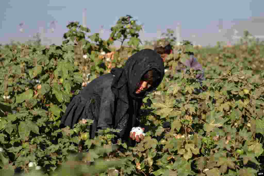 An Afghan girl harvests cotton in a field in the Daman district of Kandahar Province.