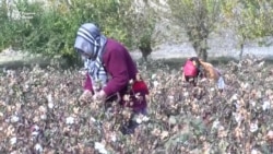 "Пахтаро замоне мефурӯшем, ки нарх муносиб шавад"