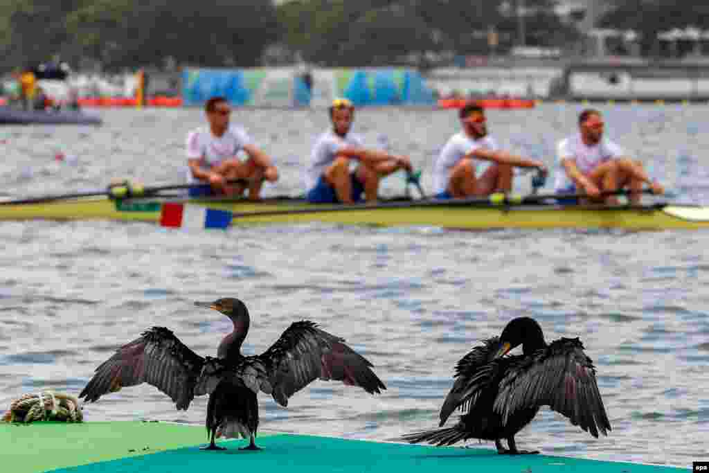 Cormorants dry off their wings as the French men&#39;s four team row past.