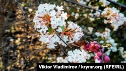 Ботанический сад «Крымского федерального университета имени Вернадского», Симферополь, архивное фото