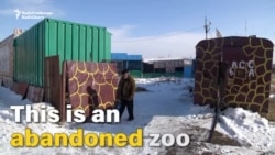 Mangy Menagerie: Animals Left Behind In Abandoned Armenian Zoo