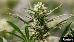 ყვავილოვანი კანაფის მცენარე სამედიცინო კანაფის პროდუქტების მწარმოებელი კომპანია Aurora Deutschland GmbH-ის სათბურში