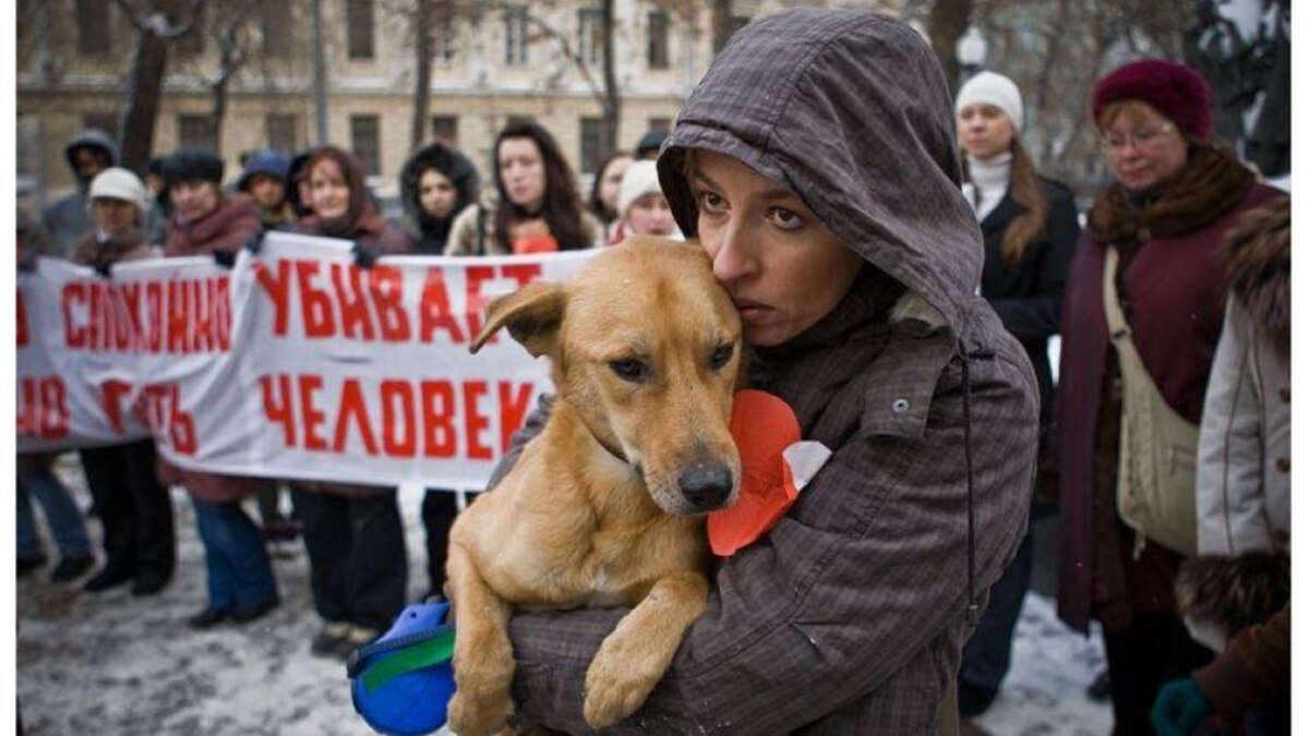 Activists Aghast At Daghestani Dog Slaughter