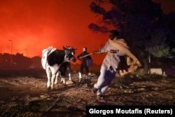 Localnicii își părăsesc fermele alături de animalele lor, în timp ce un incendiu se dezlănțuie în suburbia Thrakomakedones, la nord de Atena, Grecia, 7 august 2021.