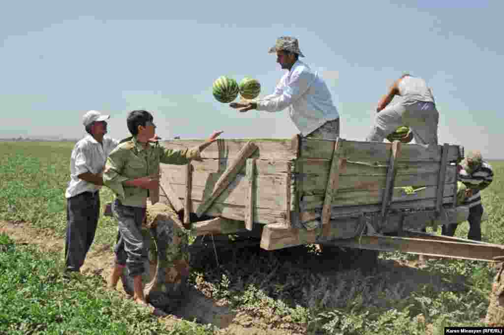 Armenia -- Watermelon harvest in Ararat region, 14Aug2012