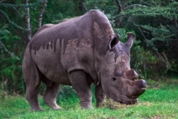 Последний в мире самец северного белого носорога по кличке Судан, с отпиленным ради сохранения его жизни рогом. Кения, 2015 год. В 2018 году он был усыплен из-за тяжелой болезни, и подвид этих носорогов навсегда исчез