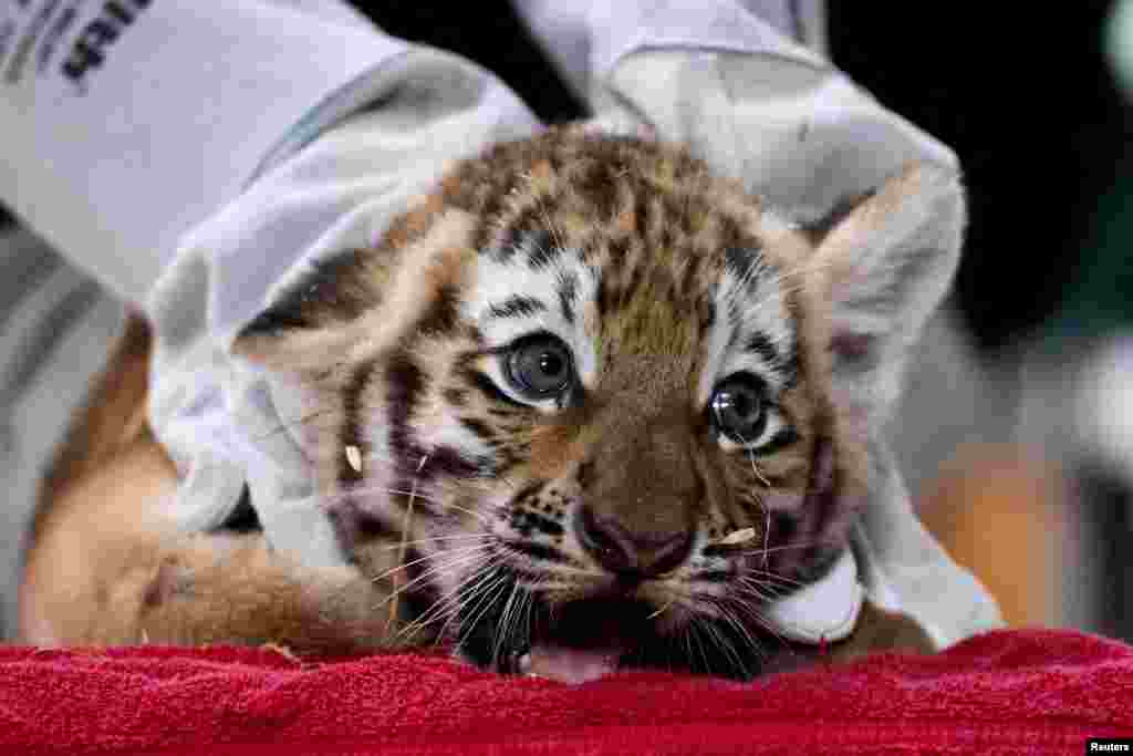 A Siberian tiger cub receives its first vaccination at a zoo in Magdeburg, Germany.