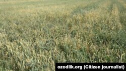 A wheat field in Samarkand (file photo)