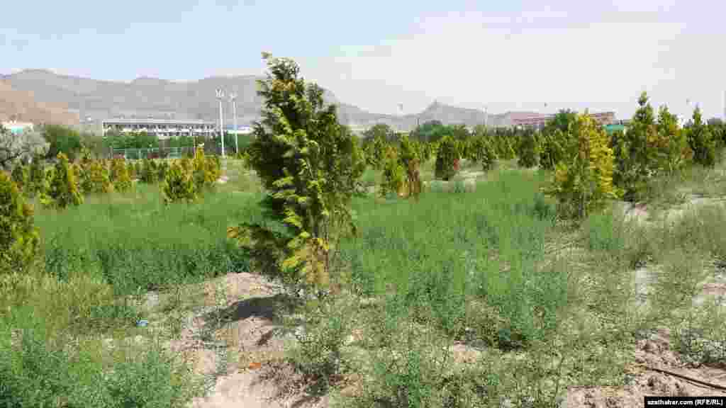 Suwsuz saralyp oturan agaçlar. Balkanabat, 6-njy maý, 2015.