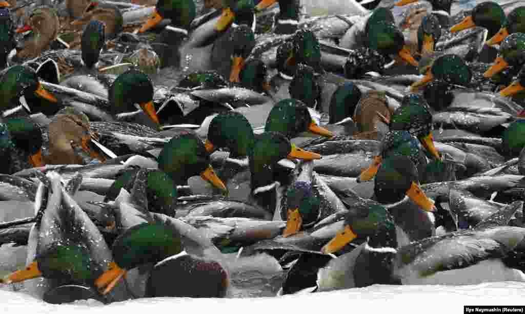 Wild ducks swim in the icy waters of the Yenisei River outside Krasnoyarsk, Russia.&nbsp; (Reuters/Ilya Naymushin)