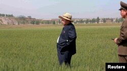Северокорейский лидер Ким Чен Ын на рисовом поле в одной из воинских частей Северной Кореи. Иллюстративное фото.