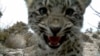 Russia Plans To Revive Rare Persian Leopard
