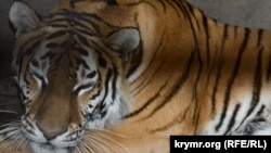 Амурская тигрица. Иллюстративное фото
