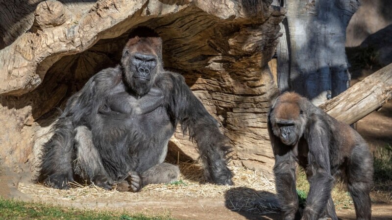 Сан-Диего зоопаркындагы эки горилладан коронавирус табылды