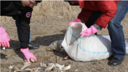 Атырауда Жайық өзені жағасына шығып қалған өлі балықты жинап жүрген адамдар.