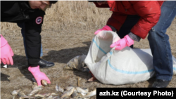 Атырауда Жайық өзені жағасына шығып қалған өлі балықты жинап жүрген адамдар.