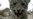 Russia Plans To Revive Rare Persian Leopard